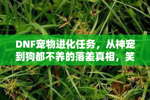 DNF宠物进化任务,从神宠到狗都不养的落差真相,笑着笑着就哭了 DNF宠物进化任务,从神宠到狗都不养的落差真相,笑着笑着就哭了