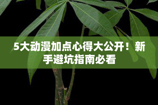 5大动漫加点心得大公开图片