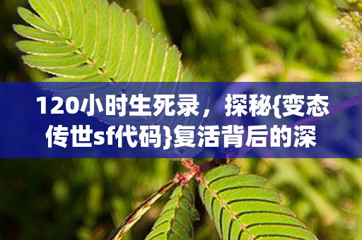 120小时生死录，探秘{变态传世sf代码}复活背后的深夜秘密