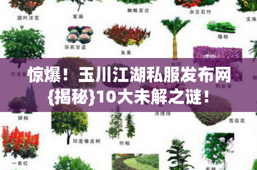 玉川江湖私服发布网图片