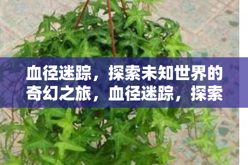 血径迷踪,探索未知世界的奇幻之旅,血径迷踪,探索未知世界的奇幻冒险之旅 血径迷踪,探索未知世界的奇幻之旅,血径迷踪,探索未知世界的奇幻冒险之旅