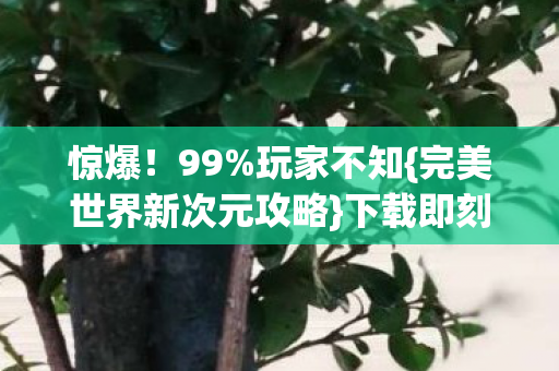 完美世界新次元攻略图片