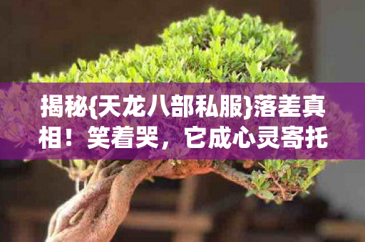 天龙八部私服图片