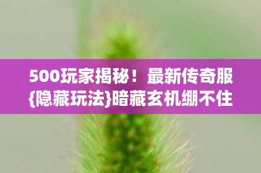 500玩家揭秘图片