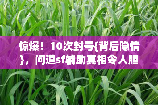 问道sf辅助真相令人胆寒图片