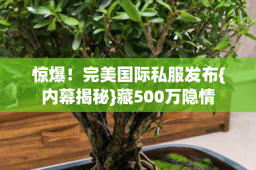完美国际私服发布图片