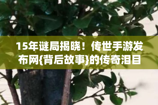 15年谜局揭晓图片