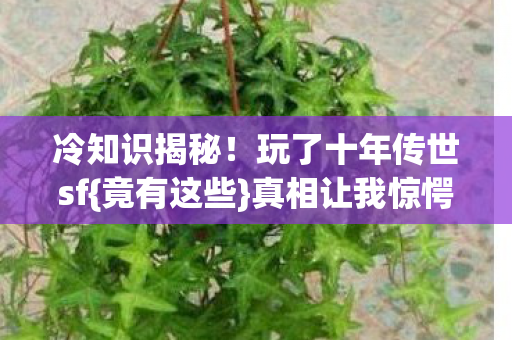 玩了十年传世sf图片