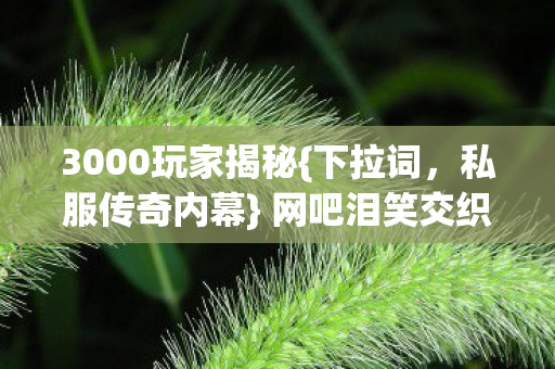 3000玩家揭秘图片