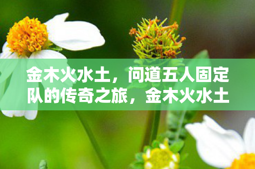 金木火水土，问道五人固定队的传奇之旅，金木火水土，五人固定队的传奇问道之旅