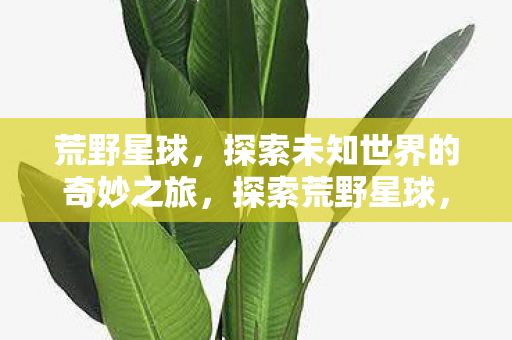 荒野星球,探索未知世界的奇妙之旅,探索荒野星球,一场奇妙之旅 荒野星球,探索未知世界的奇妙之旅,探索荒野星球,一场奇妙之旅