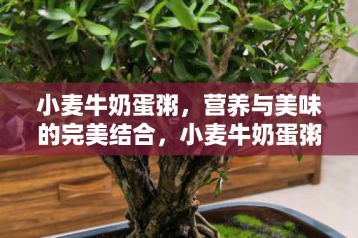 小麦牛奶蛋粥,营养与美味的完美结合,小麦牛奶蛋粥,营养与美味的完美结合 小麦牛奶蛋粥,营养与美味的完美结合,小麦牛奶蛋粥,营养与美味的完美结合