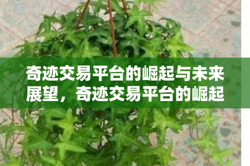 奇迹交易平台的崛起与未来展望，奇迹交易平台的崛起与未来展望，重塑电商新生态