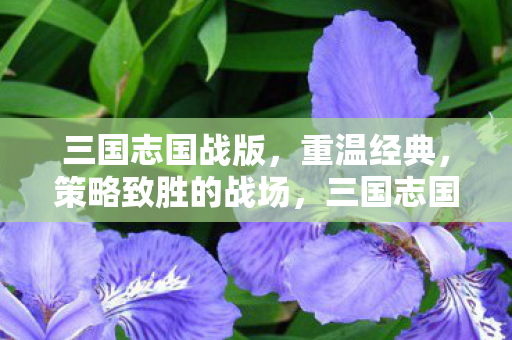 三国志国战版，重温经典，策略致胜的战场，三国志国战版，重温经典策略战场