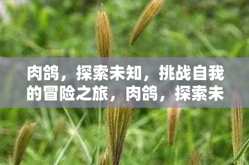 肉鸽,探索未知,挑战自我的冒险之旅,肉鸽,探索未知,挑战自我的冒险之旅 肉鸽,探索未知,挑战自我的冒险之旅,肉鸽,探索未知,挑战自我的冒险之旅