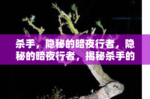 杀手,隐秘的暗夜行者,隐秘的暗夜行者,揭秘杀手的世界 杀手,隐秘的暗夜行者,隐秘的暗夜行者,揭秘杀手的世界