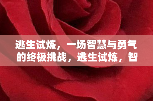 逃生试炼，一场智慧与勇气的终极挑战，逃生试炼，智慧与勇气的终极挑战