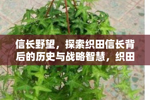 信长野望，探索织田信长背后的历史与战略智慧，织田信长，探索其背后的历史与战略智慧