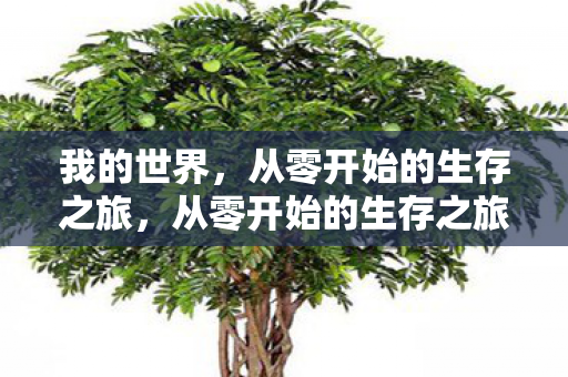 我的世界,从零开始的生存之旅,从零开始的生存之旅,探索我的世界 我的世界,从零开始的生存之旅,从零开始的生存之旅,探索我的世界
