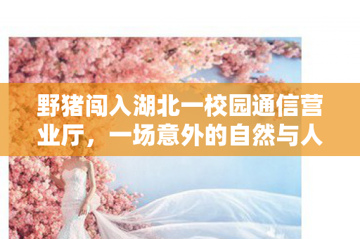 野猪闯入湖北一校园通信营业厅,一场意外的自然与人工交汇,野猪闯入校园营业厅,自然与人工交汇的意外 野猪闯入湖北一校园通信营业厅,一场意外的自然与人工交汇,野猪闯入校园营业厅,自然与人工交汇的意外