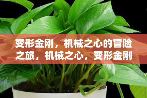 变形金刚,机械之心的冒险之旅,机械之心,变形金刚的冒险之旅 变形金刚,机械之心的冒险之旅,机械之心,变形金刚的冒险之旅