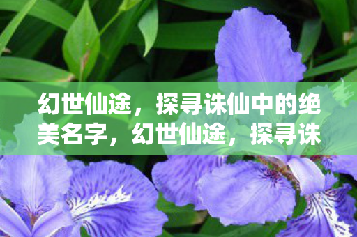 探寻诛仙中的绝美名字图片