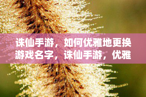如何优雅地更换游戏名字图片