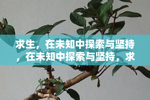 求生,在未知中探索与坚持,在未知中探索与坚持,求生之路 求生,在未知中探索与坚持,在未知中探索与坚持,求生之路
