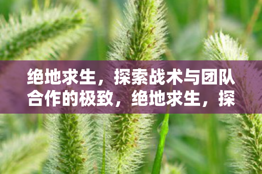 绝地求生，探索战术与团队合作的极致，绝地求生，探索战术与团队合作的极致