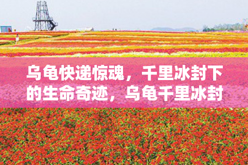 乌龟快递惊魂,千里冰封下的生命奇迹,乌龟千里冰封下的生命奇迹,快递惊魂记 乌龟快递惊魂,千里冰封下的生命奇迹,乌龟千里冰封下的生命奇迹,快递惊魂记