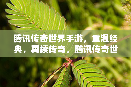 腾讯传奇世界手游图片