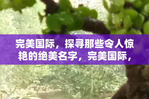 完美国际，探寻那些令人惊艳的绝美名字，完美国际，探寻惊艳的绝美名字