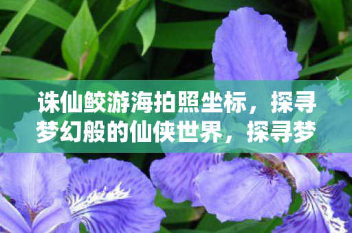 诛仙鲛游海拍照坐标,探寻梦幻般的仙侠世界,探寻梦幻仙侠世界,诛仙鲛游海拍照坐标 诛仙鲛游海拍照坐标,探寻梦幻般的仙侠世界,探寻梦幻仙侠世界,诛仙鲛游海拍照坐标