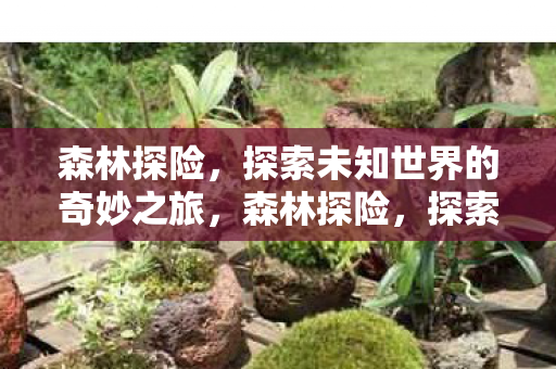 森林探险,探索未知世界的奇妙之旅,森林探险,探索未知世界的奇妙之旅 森林探险,探索未知世界的奇妙之旅,森林探险,探索未知世界的奇妙之旅