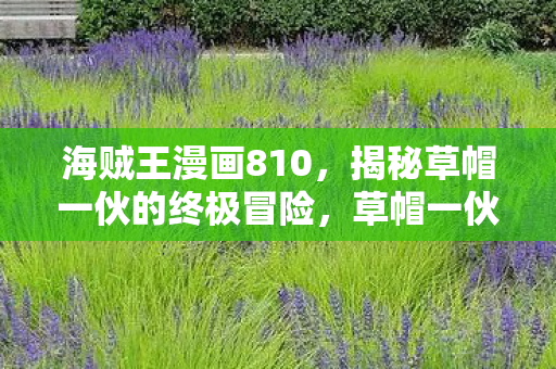 海贼王漫画810，揭秘草帽一伙的终极冒险，草帽一伙的终极冒险，揭秘海贼王漫画810