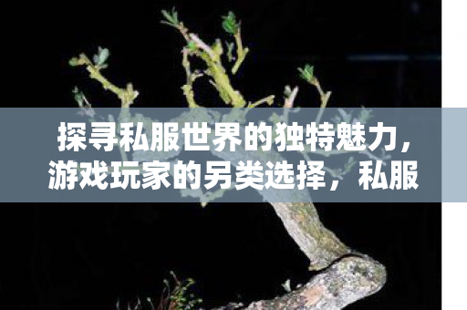 探寻私服世界的独特魅力,游戏玩家的另类选择,私服世界的独特魅力,游戏玩家的另类选择 探寻私服世界的独特魅力,游戏玩家的另类选择,私服世界的独特魅力,游戏玩家的另类选择