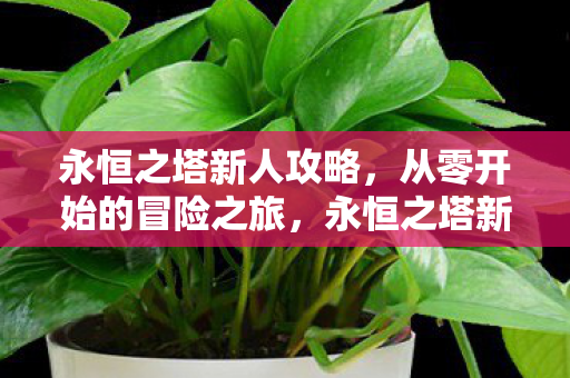 永恒之塔新人攻略，从零开始的冒险之旅，永恒之塔新人攻略，从零开始的冒险之旅
