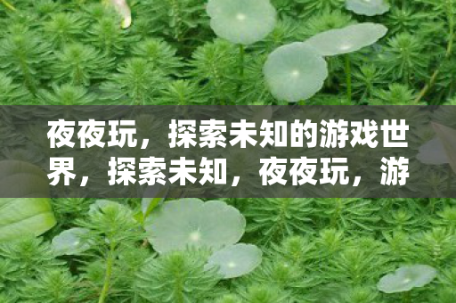 夜夜玩，探索未知的游戏世界，探索未知，夜夜玩，游戏世界等你来征服