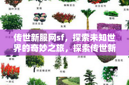 传世新服网sf,探索未知世界的奇妙之旅,探索传世新服网sf,开启未知世界的奇妙之旅 传世新服网sf,探索未知世界的奇妙之旅,探索传世新服网sf,开启未知世界的奇妙之旅