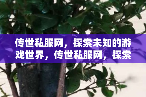 传世私服网,探索未知的游戏世界,传世私服网,探索未知游戏世界的奇妙之旅 传世私服网,探索未知的游戏世界,传世私服网,探索未知游戏世界的奇妙之旅