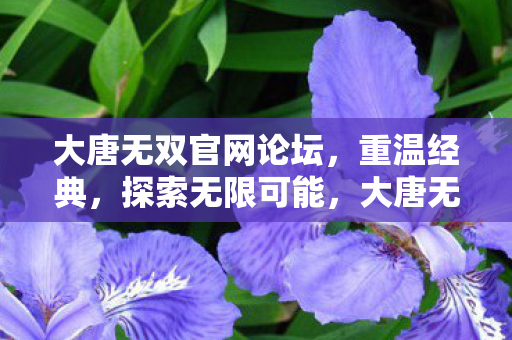 大唐无双官网论坛,重温经典,探索无限可能,大唐无双官网论坛,重温经典,探索无限可能 大唐无双官网论坛,重温经典,探索无限可能,大唐无双官网论坛,重温经典,探索无限可能