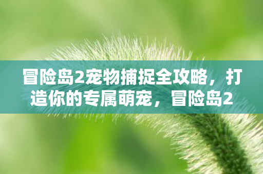冒险岛2宠物捕捉全攻略，打造你的专属萌宠，冒险岛2宠物捕捉攻略，打造你的专属萌宠