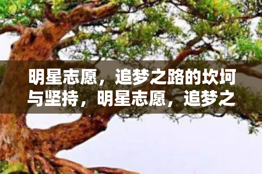 明星志愿，追梦之路的坎坷与坚持，明星志愿，追梦之路的坎坷与坚持