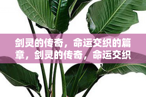 命运交织的篇章图片