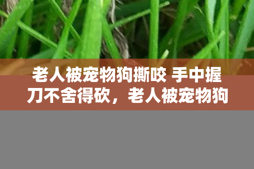 老人被宠物狗撕咬 手中握刀不舍得砍,老人被宠物狗撕咬 手中握刀不舍得砍,人狗情深还是宠物失控? 老人被宠物狗撕咬 手中握刀不舍得砍,老人被宠物狗撕咬 手中握刀不舍得砍,人狗情深还是宠物失控?