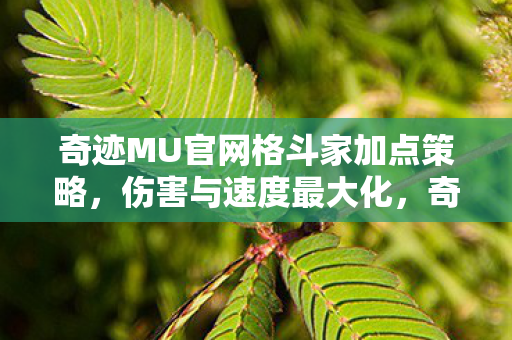 奇迹MU官网格斗家加点策略,伤害与速度最大化,奇迹MU,格斗家加点策略,实现伤害与速度最大化 奇迹MU官网格斗家加点策略,伤害与速度最大化,奇迹MU,格斗家加点策略,实现伤害与速度最大化