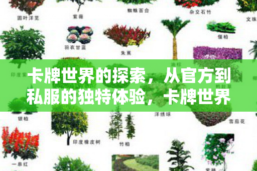 卡牌世界的探索,从官方到私服的独特体验,卡牌世界的探索,官方与私服的独特体验 卡牌世界的探索,从官方到私服的独特体验,卡牌世界的探索,官方与私服的独特体验