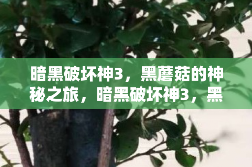 暗黑破坏神3,黑蘑菇的神秘之旅,暗黑破坏神3,黑蘑菇的神秘冒险之旅 暗黑破坏神3,黑蘑菇的神秘之旅,暗黑破坏神3,黑蘑菇的神秘冒险之旅