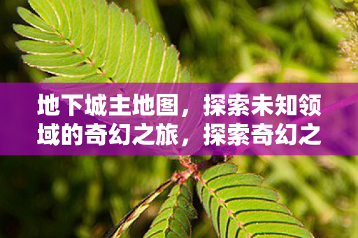 地下城主地图揭秘未知领域图片