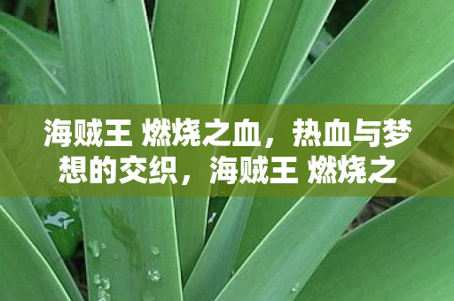 海贼王 燃烧之血,热血与梦想的交织,海贼王 燃烧之血,热血与梦想的交织之旅 海贼王 燃烧之血,热血与梦想的交织,海贼王 燃烧之血,热血与梦想的交织之旅